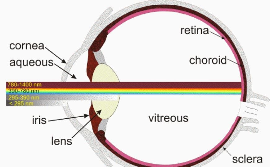 What Ultra Violet Damage Actually Does To Your Eyes Goggles4U UK