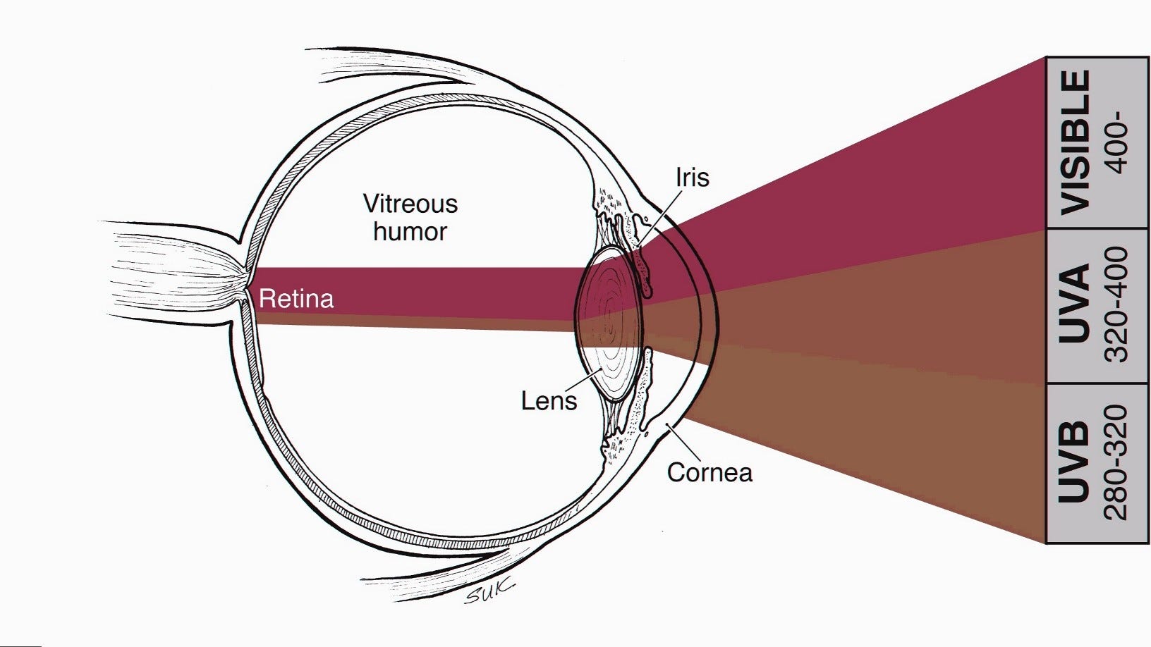 Risks of Ultraviolet rays to human eyes